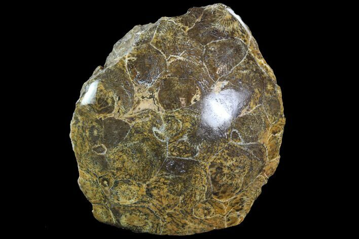 Polished Fossil Coral (Actinocyathus) - Morocco #85027